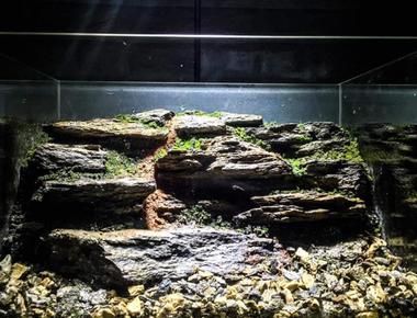 Trang trí bể guppy với các món đồ chơi và phụ kiện