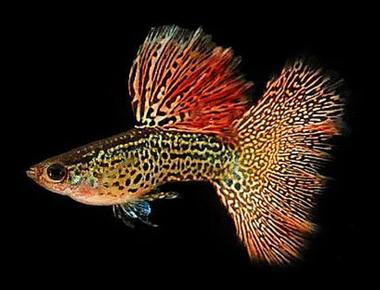 So Sánh Guppy Tự Nhiên Và Guppy Nhân Tạo