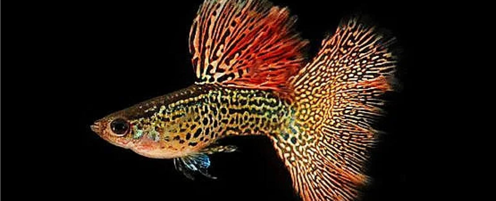 So Sánh Guppy Tự Nhiên Và Guppy Nhân Tạo