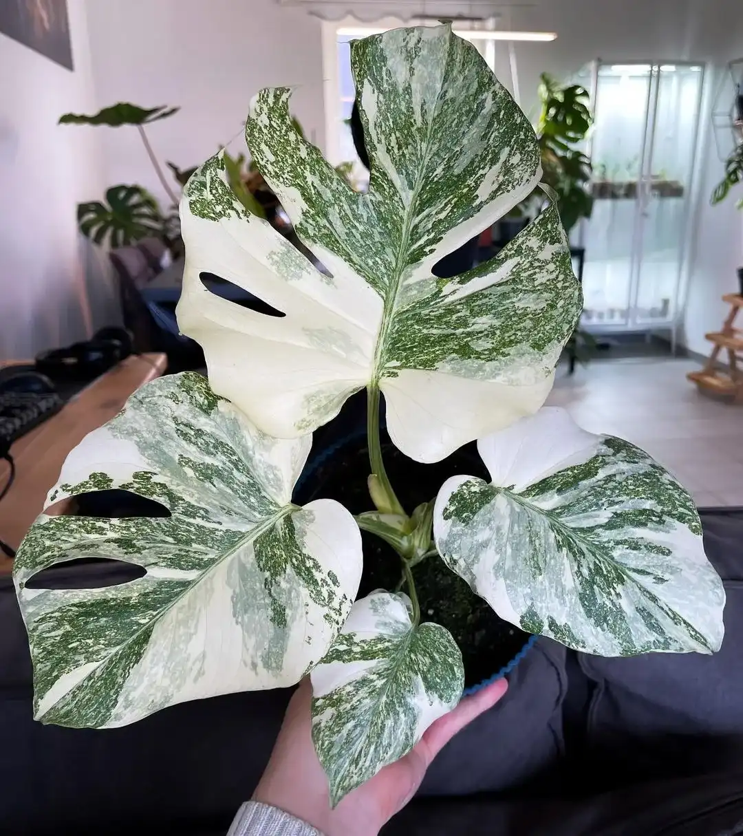 Monstera Deliciosa Green Snow