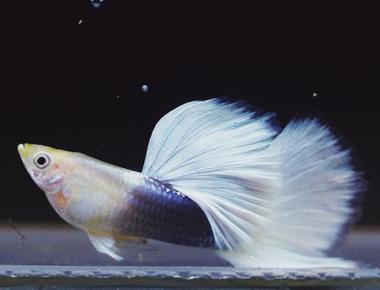 Guppy và Ánh Sáng: Tầm Quan Trọng Của Ánh Sáng Đối Với Guppy