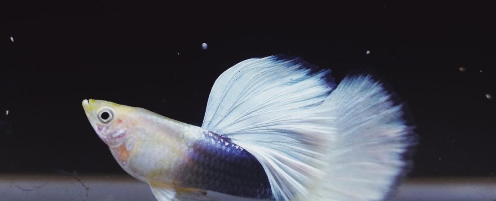 Guppy và Ánh Sáng: Tầm Quan Trọng Của Ánh Sáng Đối Với Guppy