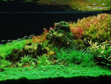 Cách Sắp Xếp Cây Thủy Sinh Trong Bể Guppy