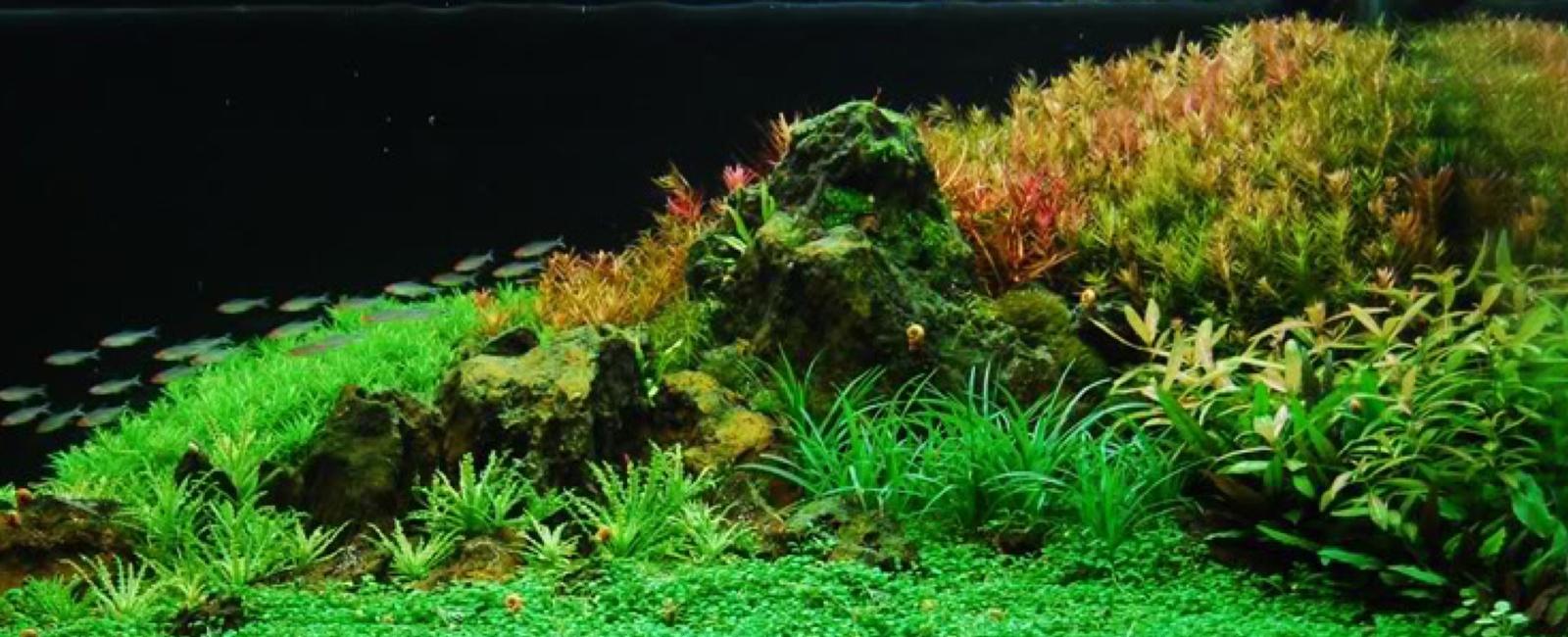 Cách Sắp Xếp Cây Thủy Sinh Trong Bể Guppy