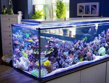 Cách Nuôi Guppy Mà Không C�ần Hệ Thống Lọc Nước Phức Tạp