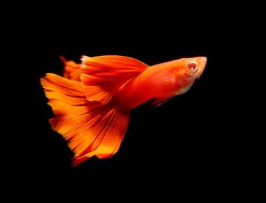 Làm Thế Nào Để Cá Bảy Màu Của Bạn Có Màu Sắc Rực Rỡ Hơn?