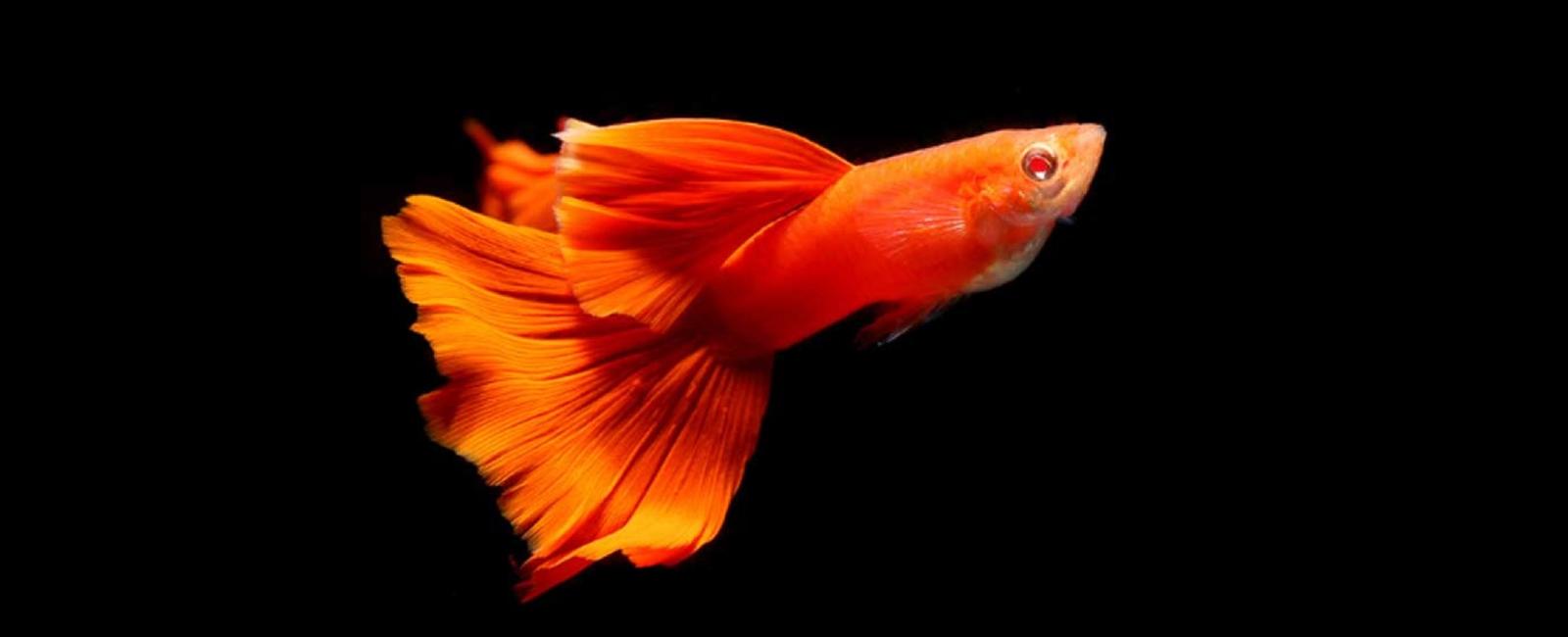 Làm Thế Nào Để Cá Bảy Màu Của Bạn Có Màu Sắc Rực Rỡ Hơn?
