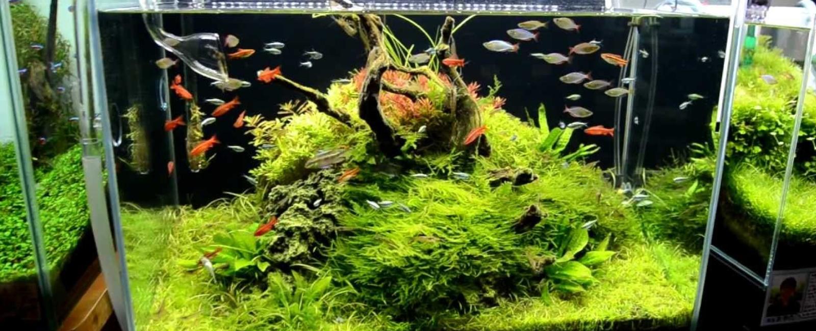 Kích Thước Bể Phù Hợp Để Nuôi Cá Guppy
