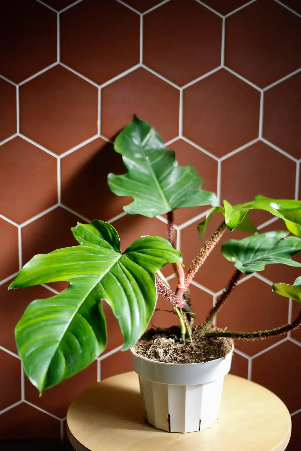 Philodendron Squamiferum