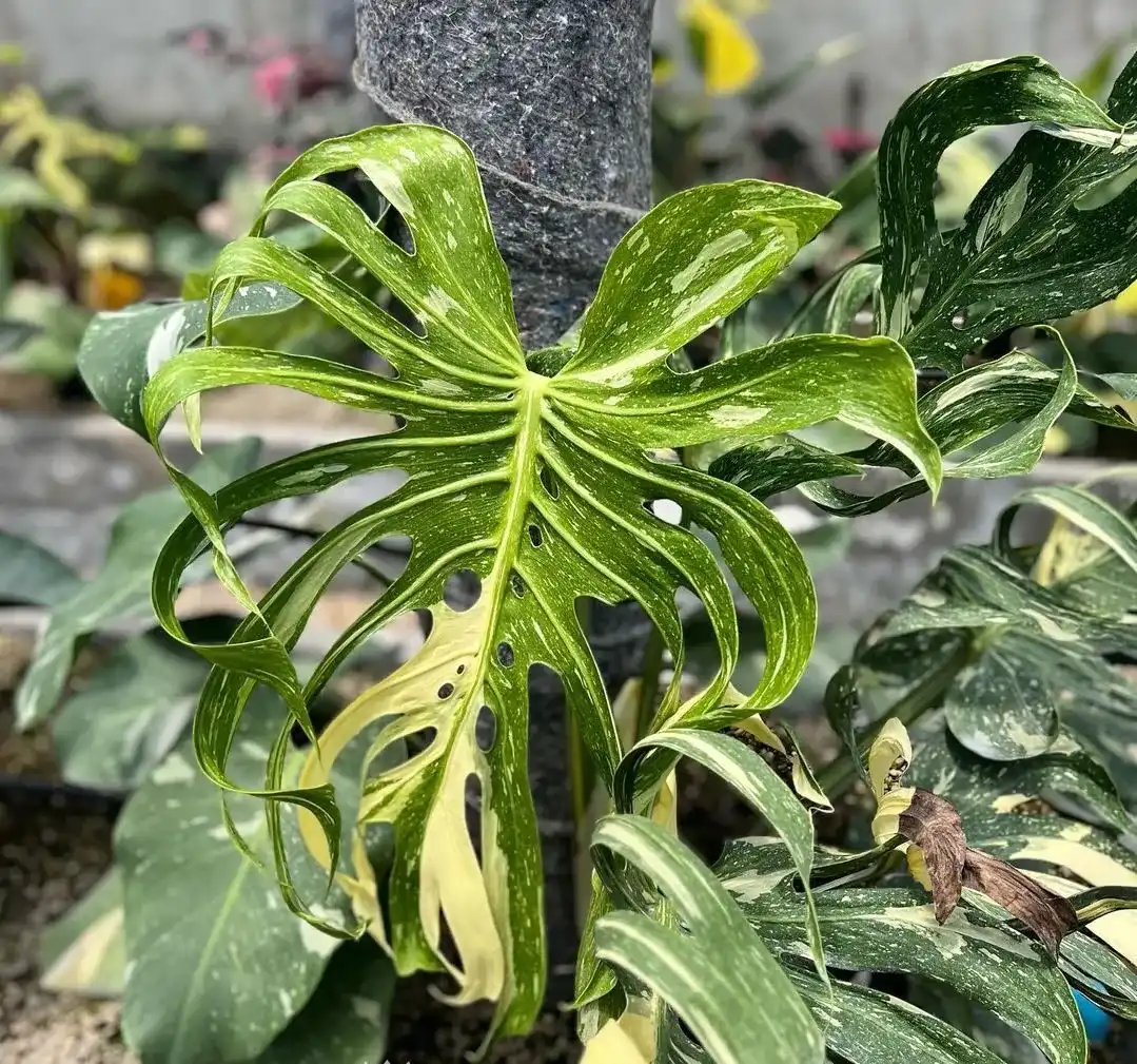 Monstera Deliciosa Thai Cons Medusa