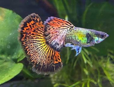Làm Thế Nào Để Guppy Và Cây Thủy Sinh Cùng Phát Triển Tốt?