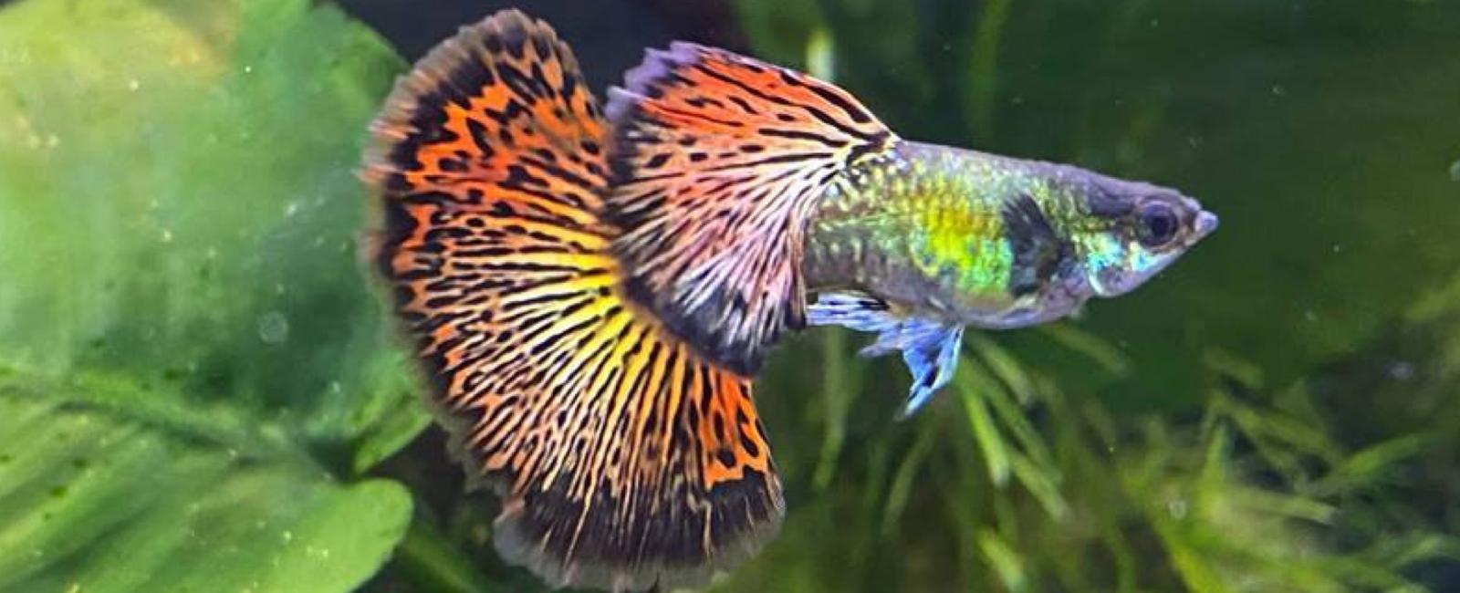 Làm Thế Nào Để Guppy Và Cây Thủy Sinh Cùng Phát Triển Tốt?