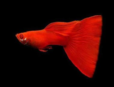 Guppy Full Red: Đặc điểm và cách chăm sóc