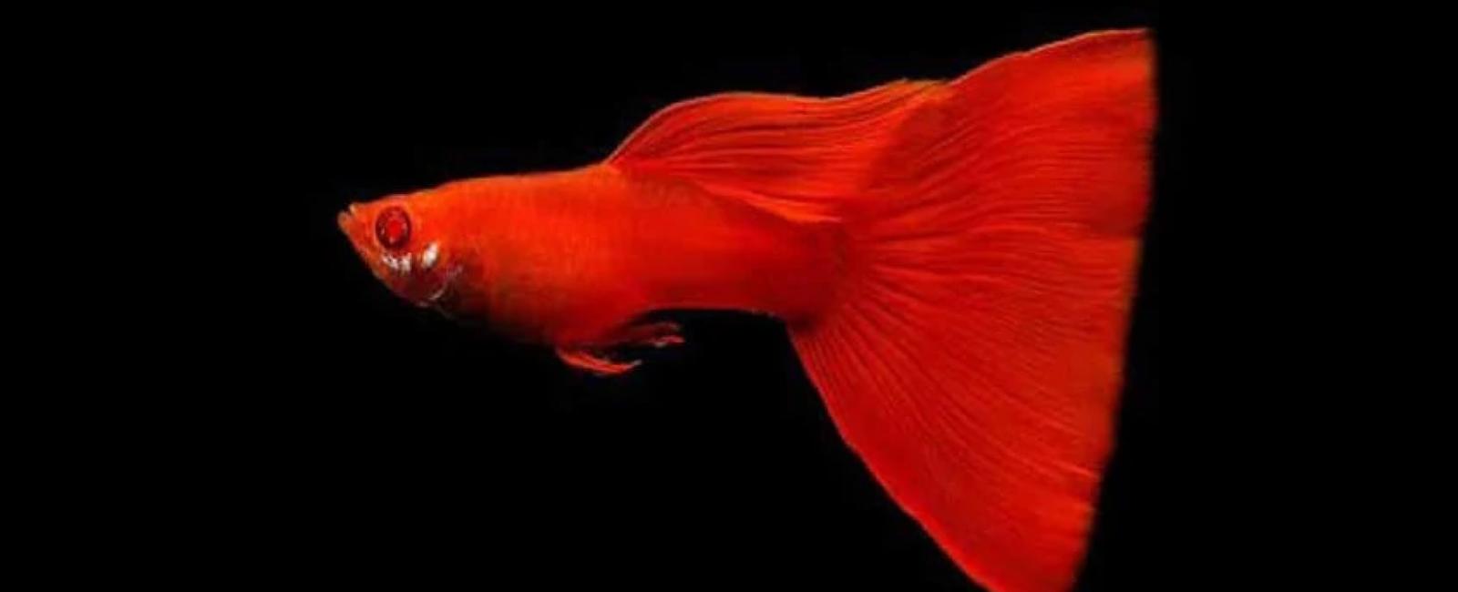 Guppy Full Red: Đặc điểm và cách chăm sóc