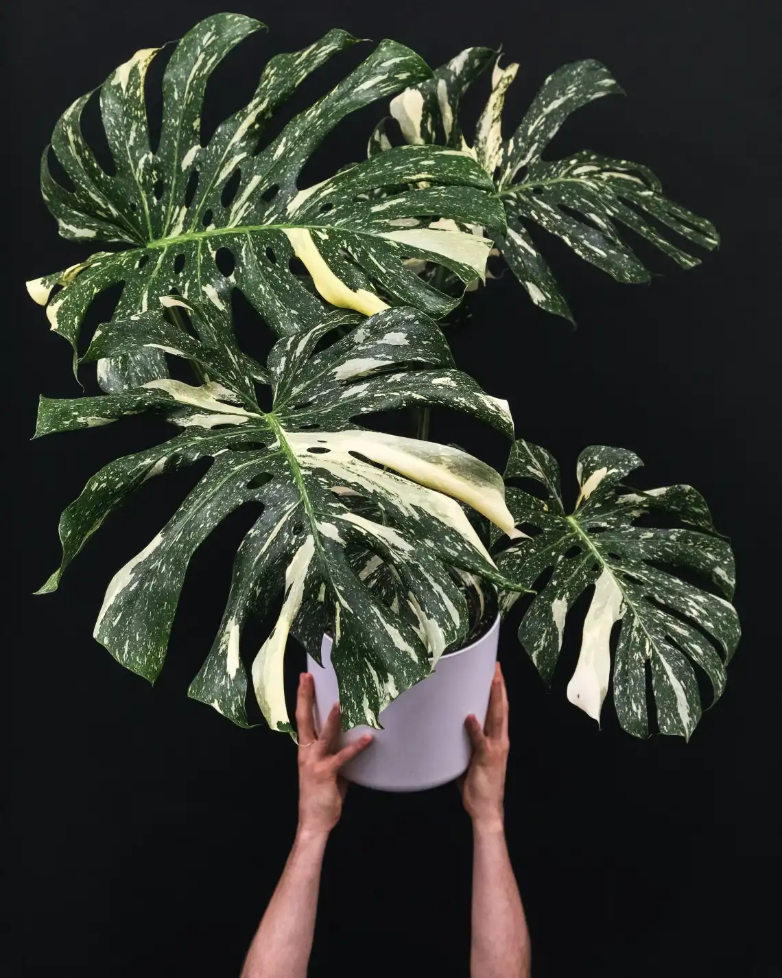 Monstera Deliciosa Thai Constellation