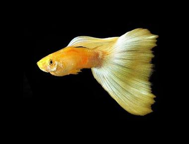 Các Giống Guppy Đã Đoạt Giải Thưởng