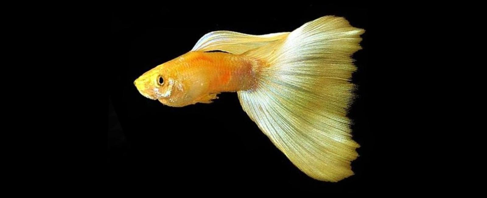 Các Giống Guppy Đã Đoạt Giải Thưởng