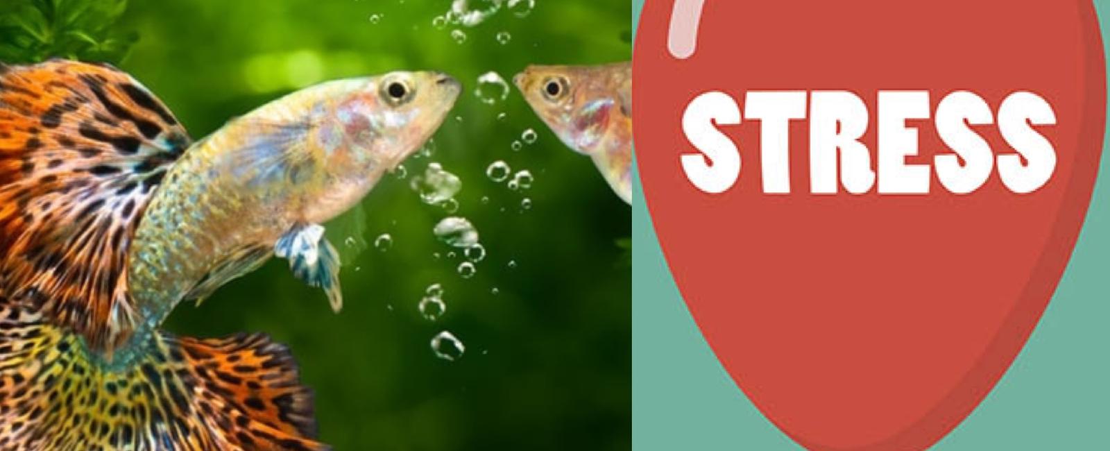 Cách Giảm Stress Cho Cá Guppy Đơn Giản và Hiệu Quả