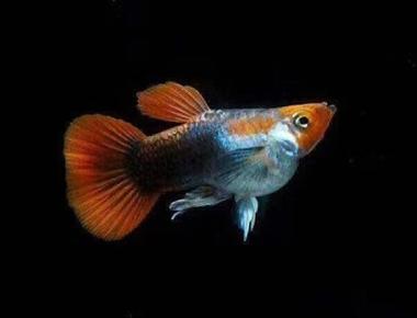 Trải Nghiệm Của Những Người Chơi Guppy Chuyên Nghiệp