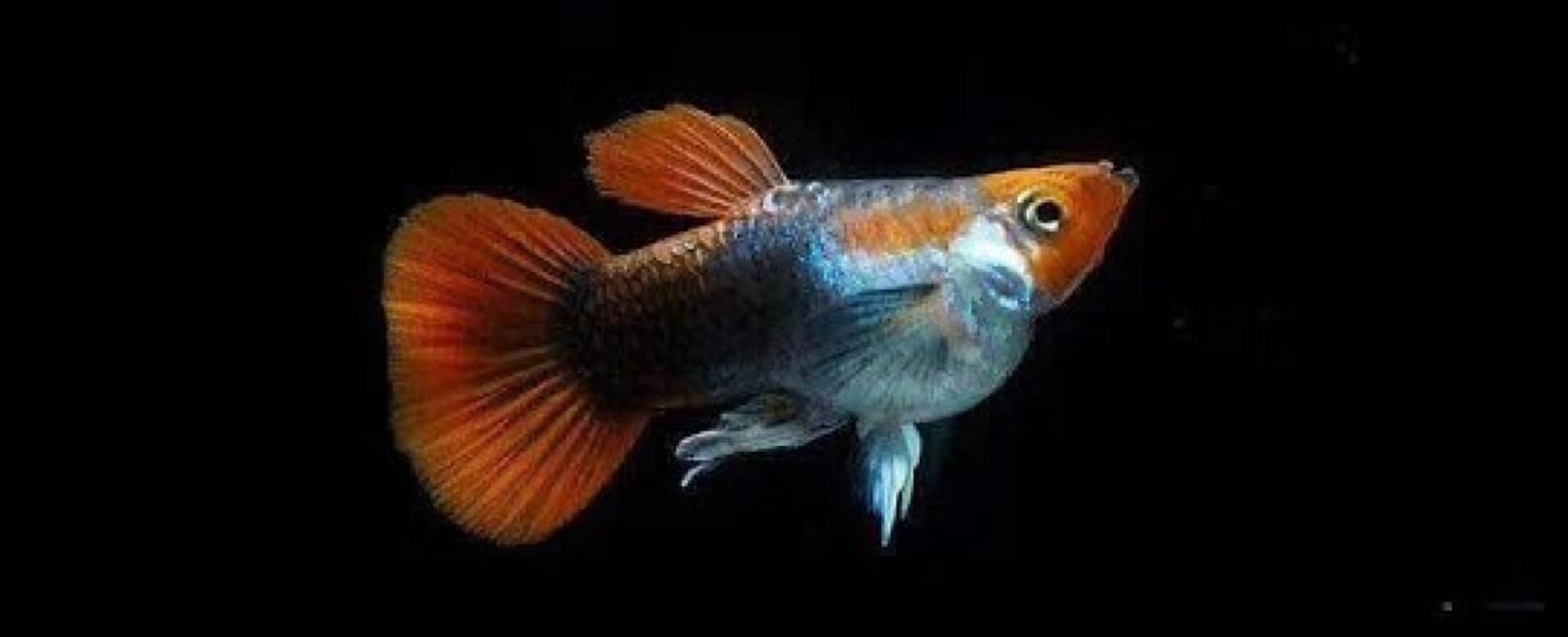 Trải Nghiệm Của Những Người Chơi Guppy Chuyên Nghiệp
