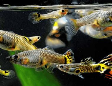 Làm Thế Nào Để Bể Guppy Luôn Sạch Sẽ Mà Không Tốn Công Sức?
