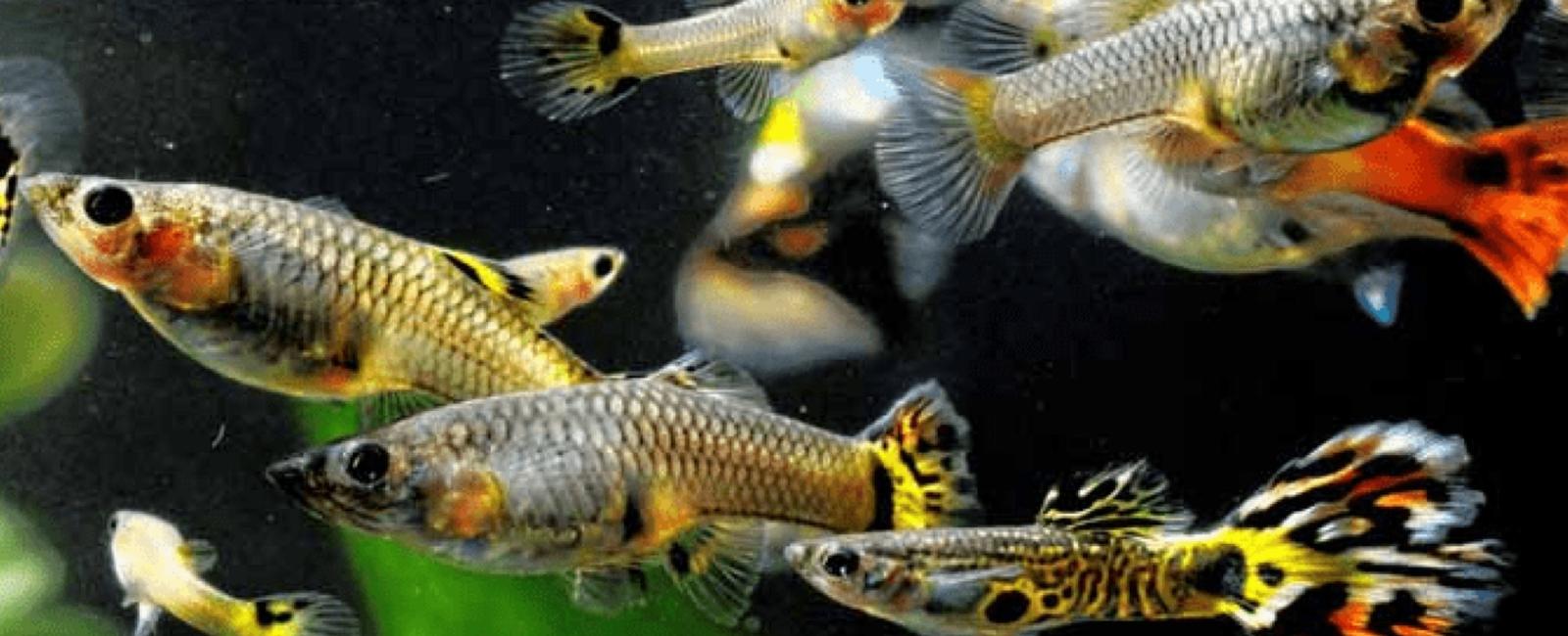 Làm Thế Nào Để Bể Guppy Luôn Sạch Sẽ Mà Không Tốn Công Sức?