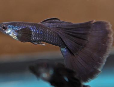 Cách Xử Lý Khi Cá Guppy Bị Căng Thẳng