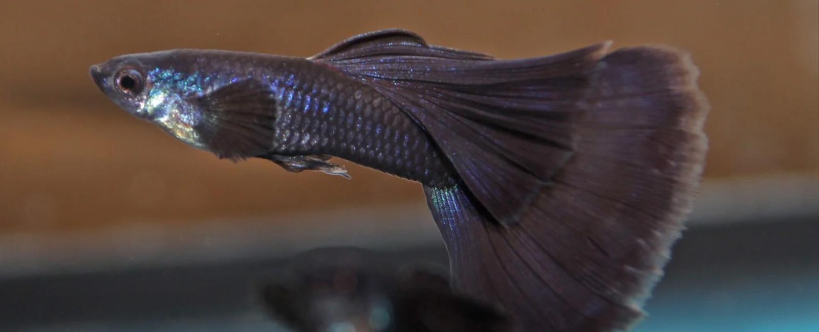 Cách Xử Lý Khi Cá Guppy Bị Căng Thẳng