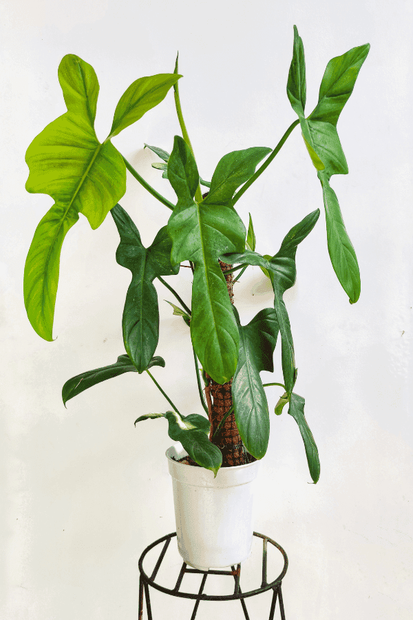 Philodendron Bipennifolium