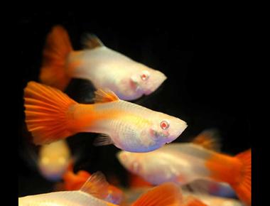 Quá Trình Mang Thai và Sinh Sản của Cá Guppy