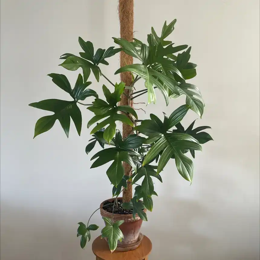 Philodendron Pedatum