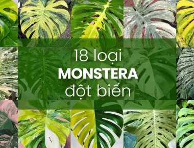 Monstera Deliciosa Đột Biến Part 1
