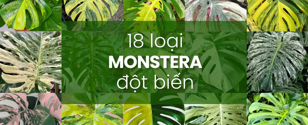 Monstera Deliciosa Đột Biến Part 3