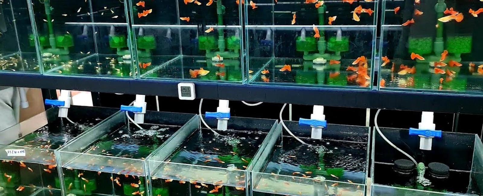 Hướng Dẫn Set Up Hồ Cá Bảy Màu Đơn Giản Dành Cho Người Mới Bắt Đầu