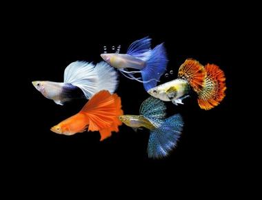 Top 3 Yếu Tố Quan Trọng Để Nuôi Cá Guppy Khỏe Mạnh
