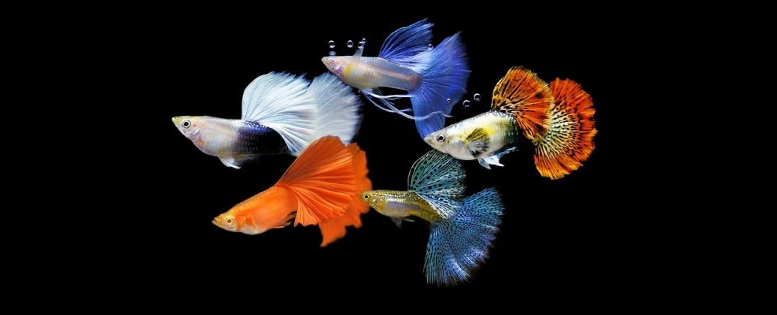 Top 3 Yếu Tố Quan Trọng Để Nuôi Cá Guppy Khỏe Mạnh