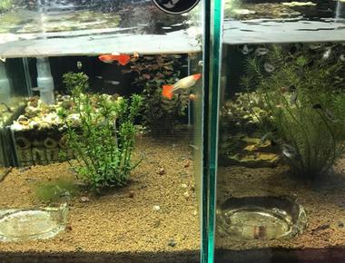 Hướng Dẫn Xử Lý Nước Đơn Giản Khi Nuôi Cá Guppy