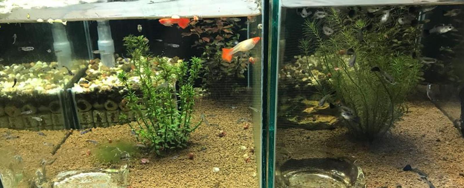 Hướng Dẫn Xử Lý Nước Đơn Giản Khi Nuôi Cá Guppy