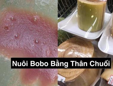 Cách Nuôi Bobo Bằng Thân Chuối Tại Nhà: Thức Ăn Sống Cho Cá Cảnh Hiệu Quả