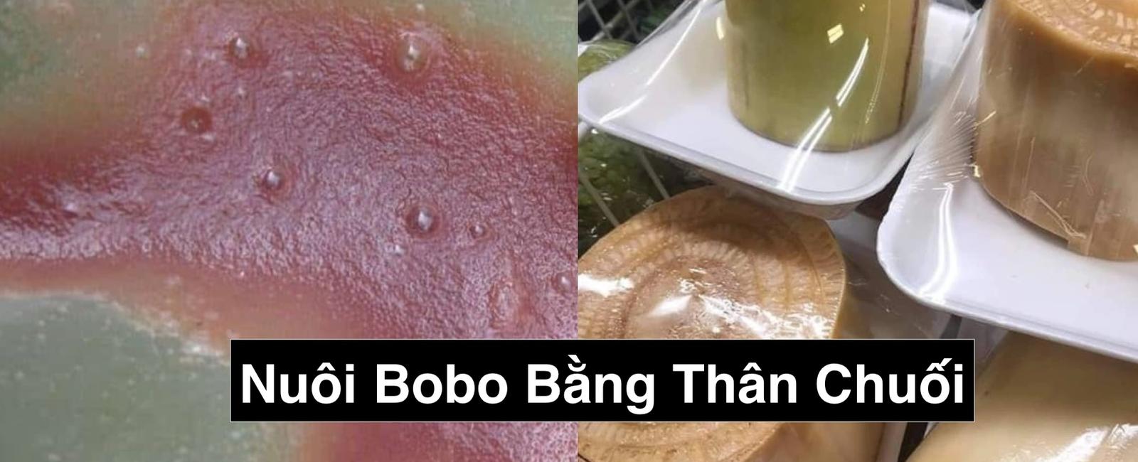 Cách Nuôi Bobo Bằng Thân Chuối Tại Nhà: Thức Ăn Sống Cho Cá Cảnh Hiệu Quả