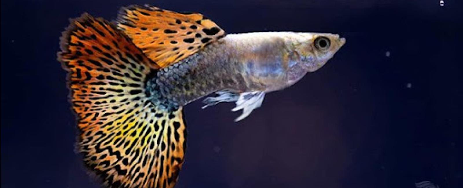 Chế Độ Ăn Giúp Tăng Cường Sức Đề Kháng Cho Cá Guppy