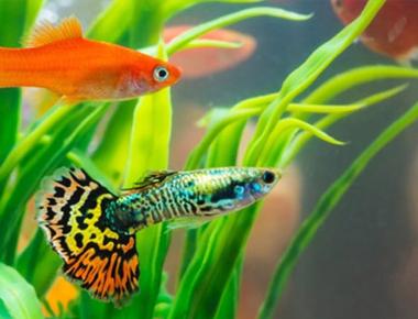 Giá Cá Guppy Và Các Yếu Tố Ảnh Hưởng Đến Giá Trị Của Chúng