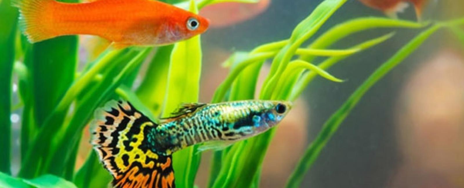 Giá Cá Guppy Và Các Yếu Tố Ảnh Hưởng Đến Giá Trị Của Chúng