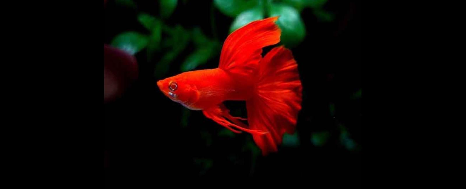 Cá Guppy Mắt Đỏ: Đặc Điểm Và Cách Chăm Sóc