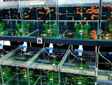 Trải Nghiệm Nuôi Guppy Trong Các Bể Lớn Và Nhỏ Khác Nhau