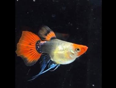 Cá Guppy Mắt Đen: Đặc Điểm Và Cách Chăm Sóc