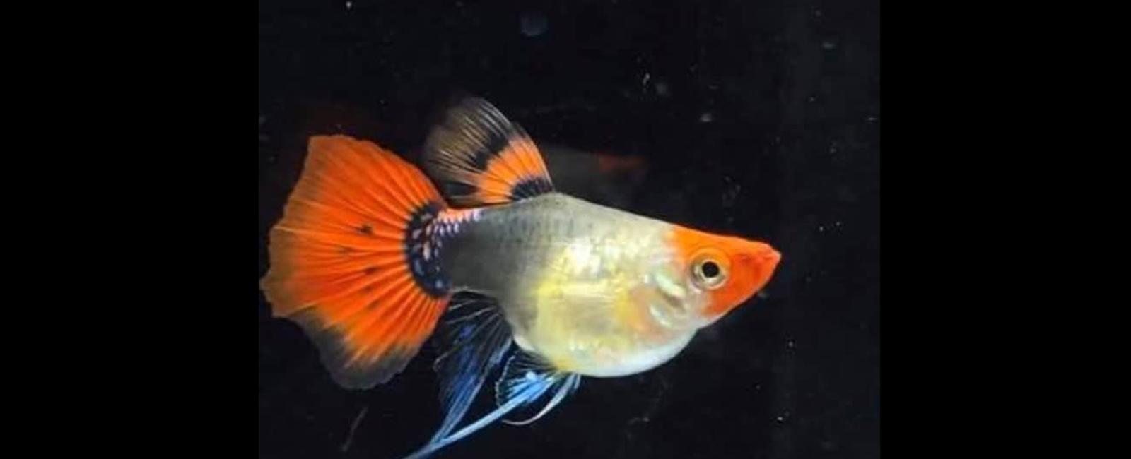 Cá Guppy Mắt Đen: Đặc Điểm Và Cách Chăm Sóc