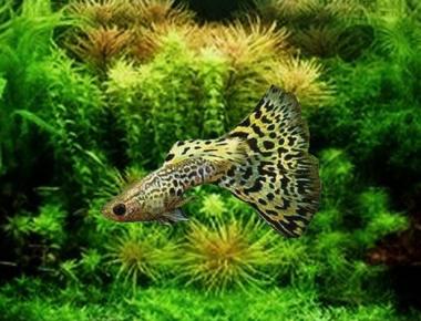 Cách Trồng Cây Thủy Sinh Trong Bể Guppy