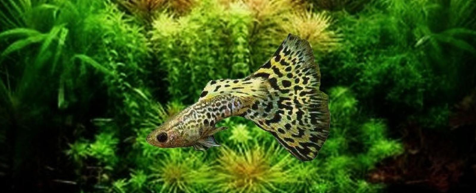 Cách Trồng Cây Thủy Sinh Trong Bể Guppy