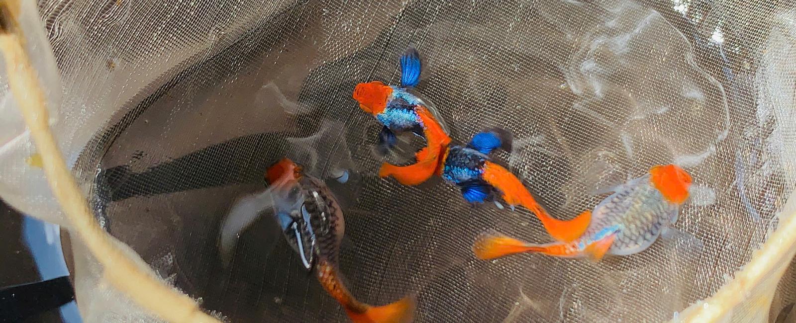 Dumbo Koi Short